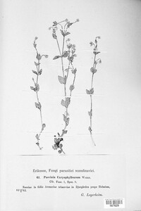 Puccinia caryophyllacearum image